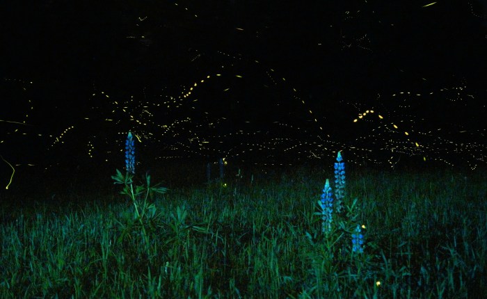 Planting in the&nbsp;Dark